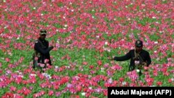 په مومندو کې پوليس د کوکنارو فصل ورانوي - انځور له ارشيفه