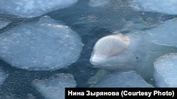 Білуха 