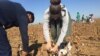 Uzbek cotton fields in an experimental plot at the Agricultural Institute of the Volgograd region. 