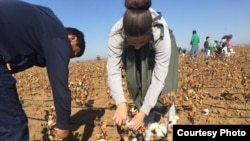Uzbek cotton fields in an experimental plot at the Agricultural Institute of the Volgograd region. 
